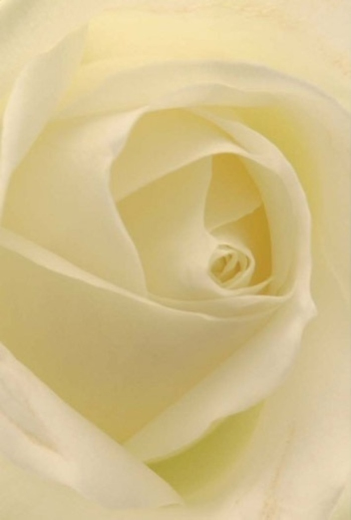 Set against the muted backdrop of a Camberwell workshop, the focus here falls entirely on the layered purity of a classic white rose-each petal polished to near-perfection by expert florists attuned to local tradition. The composition emphasises tranquility and soft sophistication: shades of pale cream transition effortlessly into satin whites, echoing the gentle daylight filtering through a shop window facing leafy Myatt's Fields Park. Light seems to infuse the petals themselves, lending an ethereal glow that heightens their natural beauty and the bloom's spiraled centre. As a florist serving Camberwell's diverse communities, I see in this rose an expression suited to many heartfelt occasions-whether it's an anniversary dinner near Coldharbour Lane, a meaningful apology, or an elegant centrepiece at a local wedding. The rose's structure suggests both clarity and inner strength; its subtle gradations of texture and tone indicate hours spent in quiet craftsmanship, every element chosen for harmony. The imagined scent is pure and calming, never overwhelming-a worthy companion for any moment of contemplation or celebration. This flower speaks volumes about the artistry and attention to detail that define every arrangement entrusted to local Camberwell florists, ensuring each sentiment is delivered with sincerity and grace.